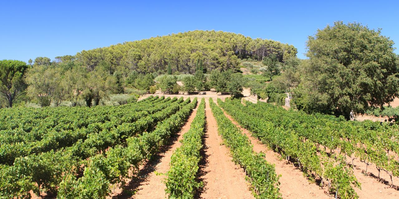 Domaine Du Clos D'Alari-Chambres D'Hotes Au Milieu Des Vignes Saint-Antonin-du-Var Bagian luar foto